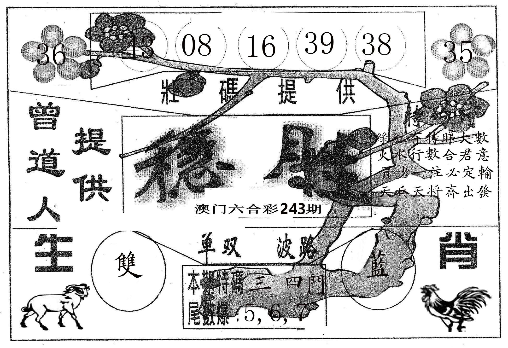 稳胜 第243期