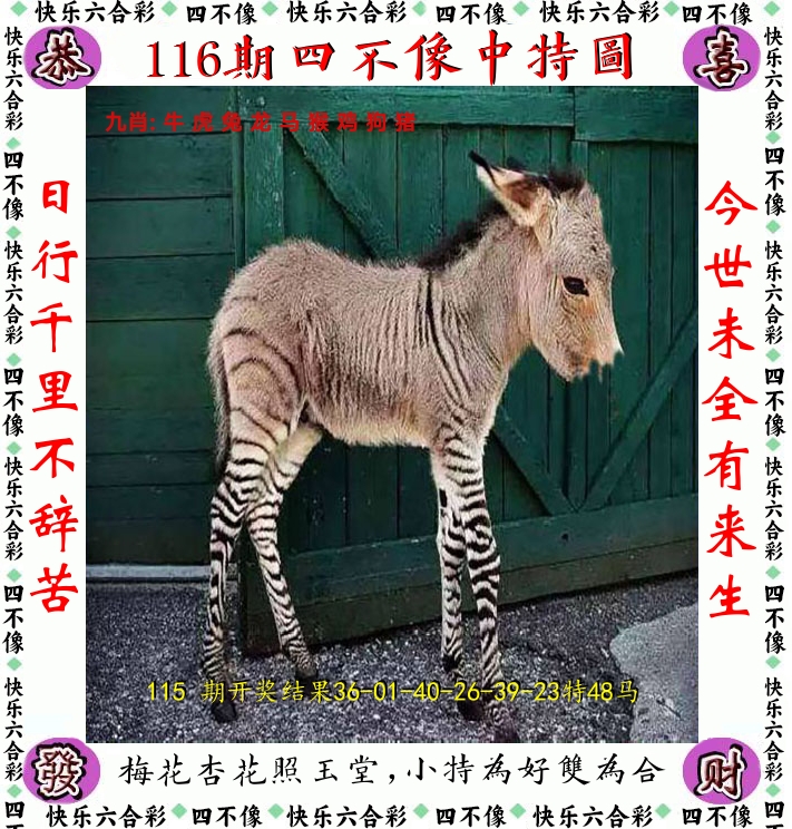 四不像 第116期