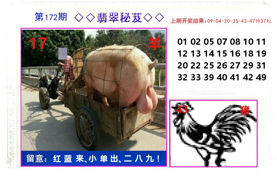 翡翠秘芨 第172期
