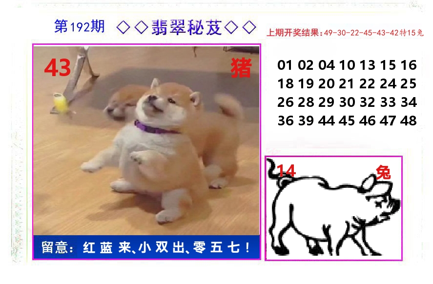 翡翠秘芨 第192期