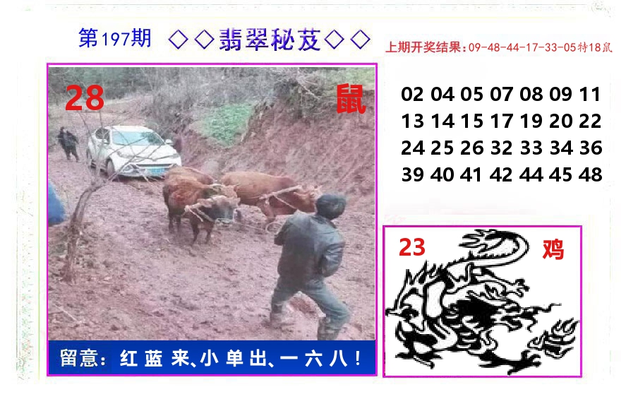 翡翠秘芨 第197期