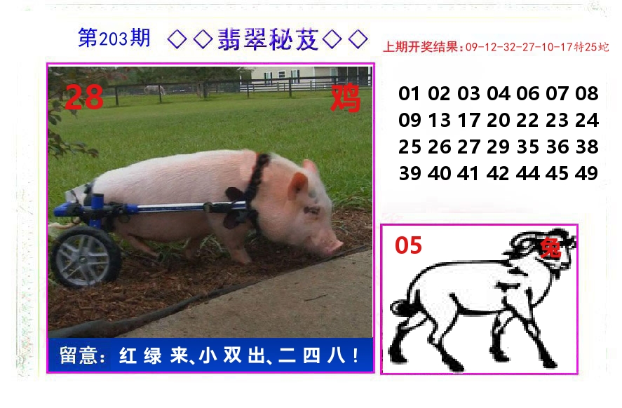 翡翠秘芨 第203期