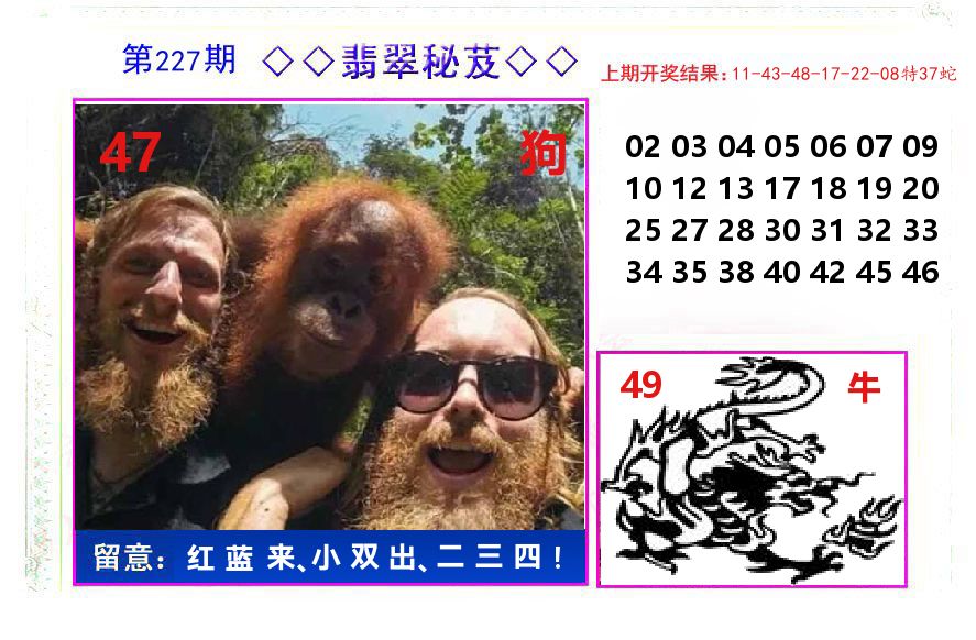 翡翠秘芨 第227期