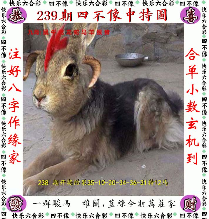四不像 第239期