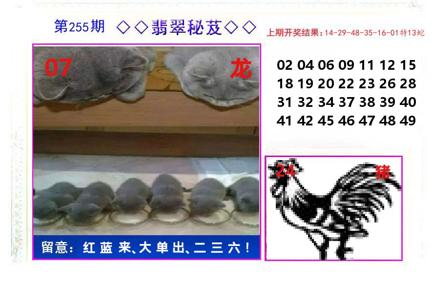 翡翠秘芨 第255期