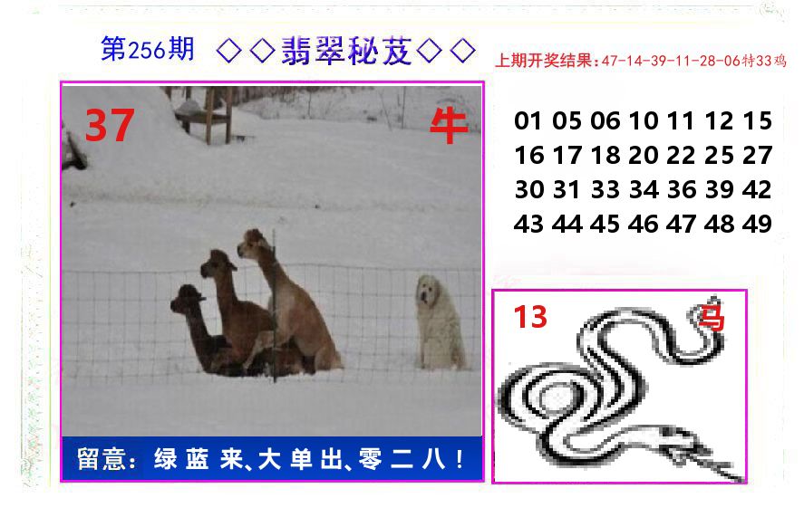 翡翠秘芨 第256期