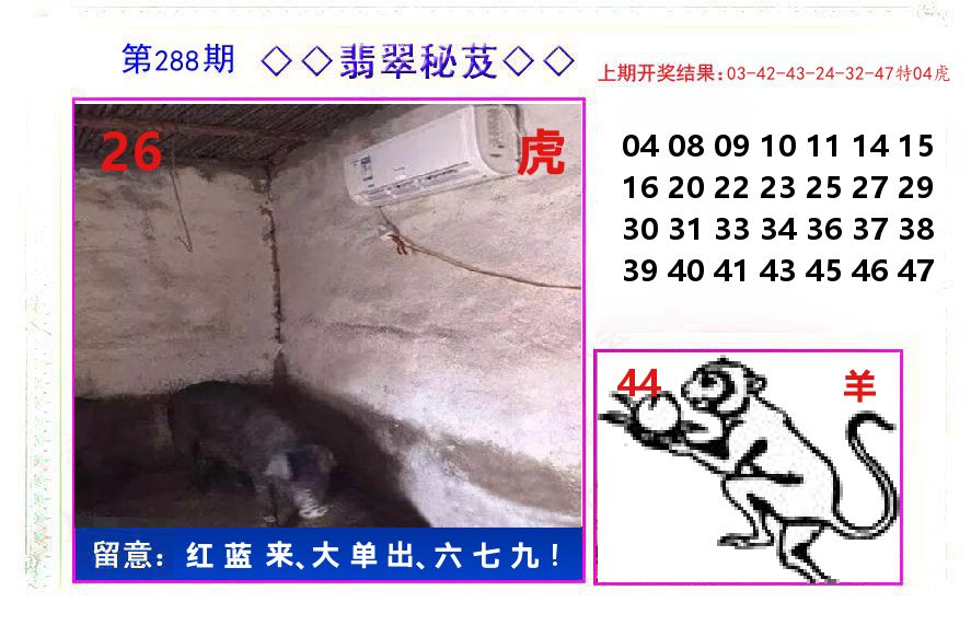 翡翠秘芨 第288期