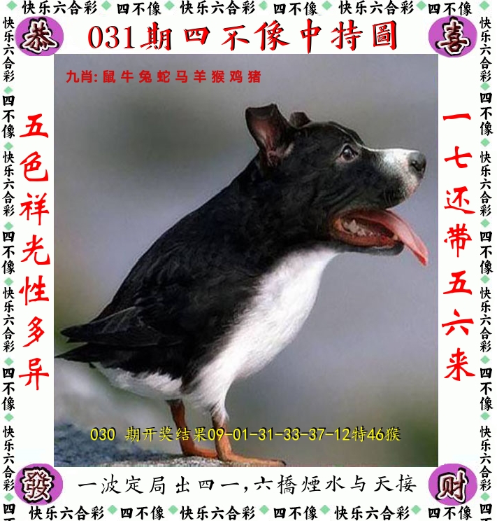 四不像 第31期
