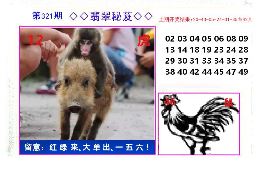 翡翠秘芨 第321期