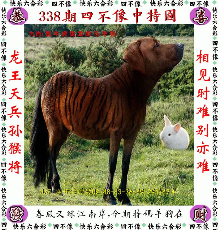 四不像 第338期