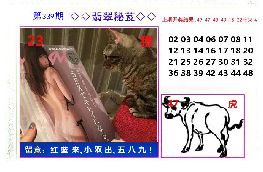 翡翠秘芨 第339期