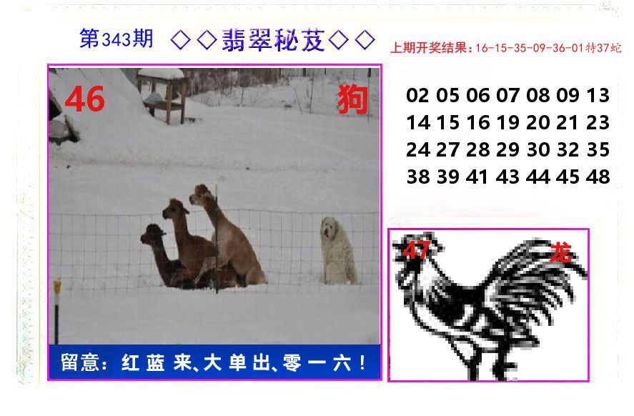 翡翠秘芨 第343期