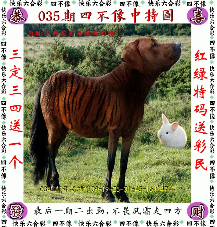 四不像 第35期