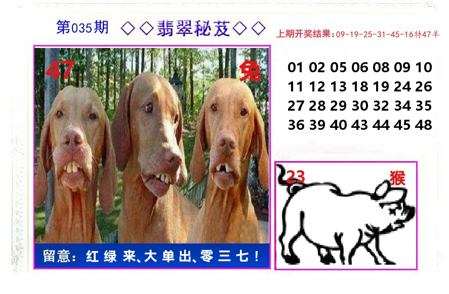 翡翠秘芨 第35期