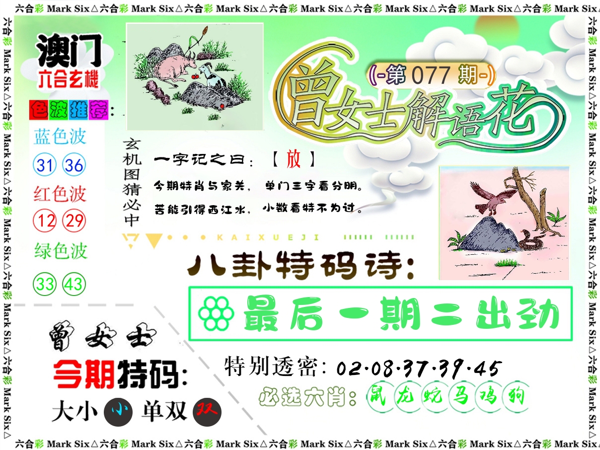 曾女士解语花 第77期