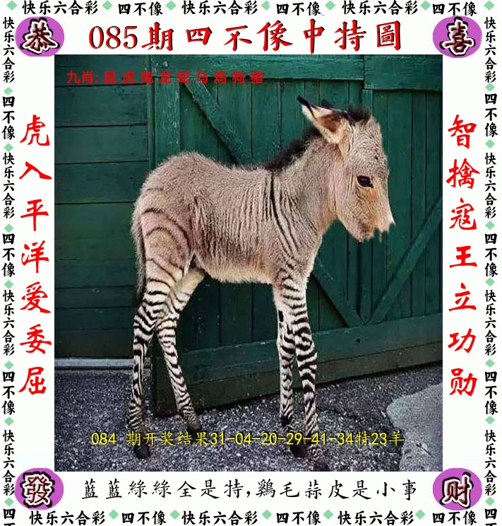 四不像 第85期