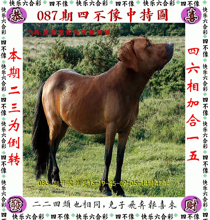 四不像 第87期