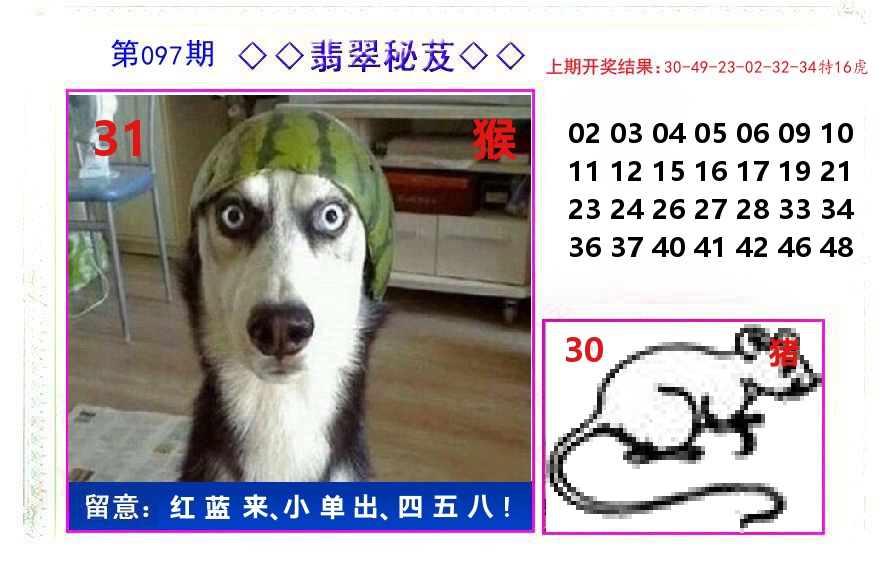 翡翠秘芨 第97期