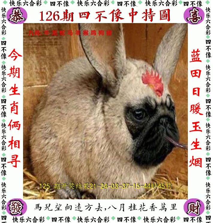 四不像 第126期