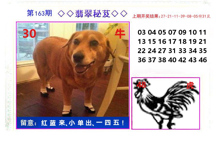 翡翠秘芨 第163期