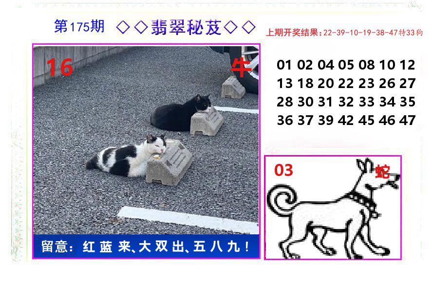翡翠秘芨 第175期