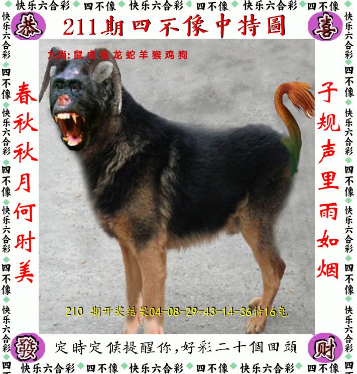 四不像 第211期