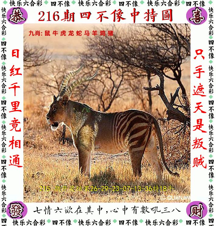 四不像 第216期