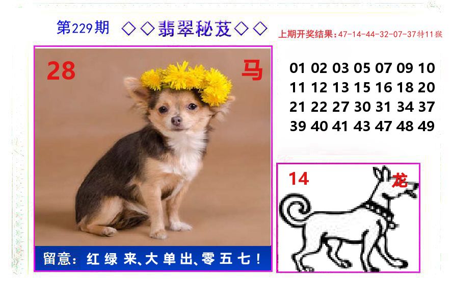 翡翠秘芨 第229期