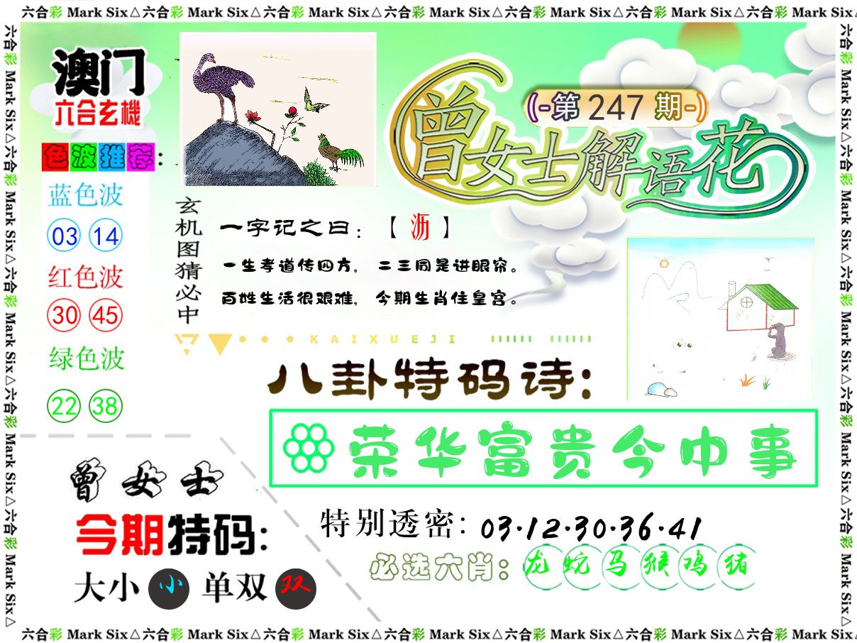 曾女士解语花 第247期