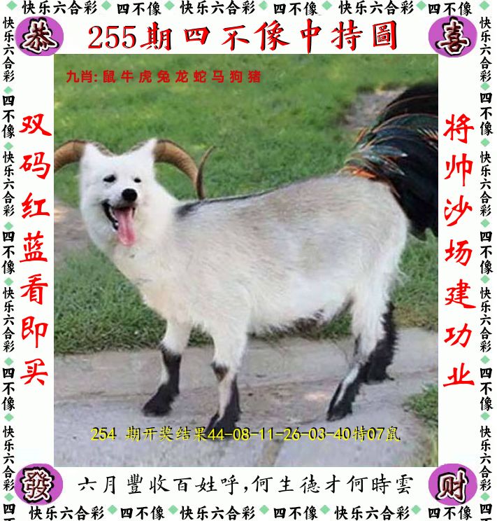 四不像 第255期