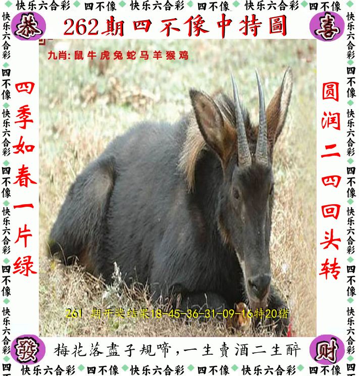 四不像 第262期