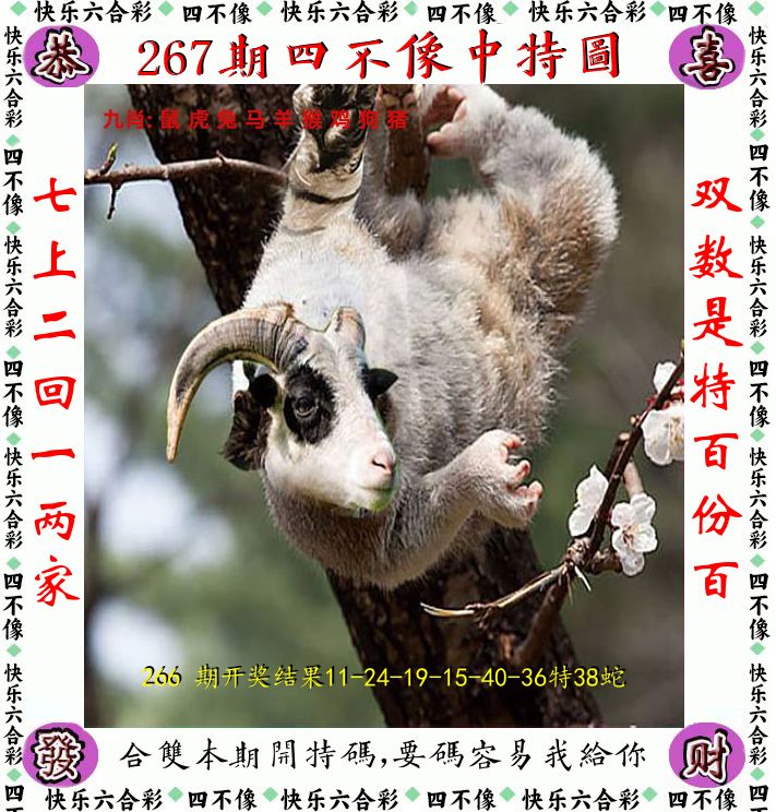 四不像 第267期