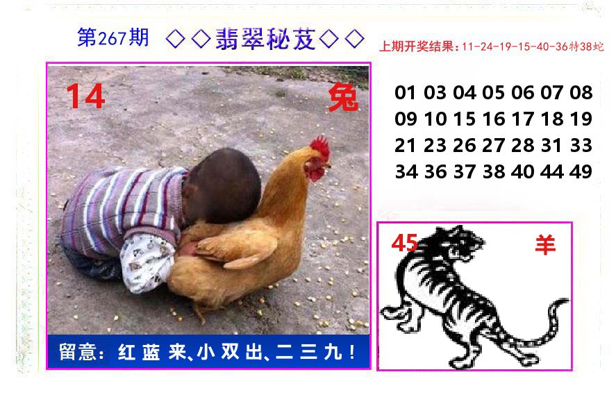 翡翠秘芨 第267期