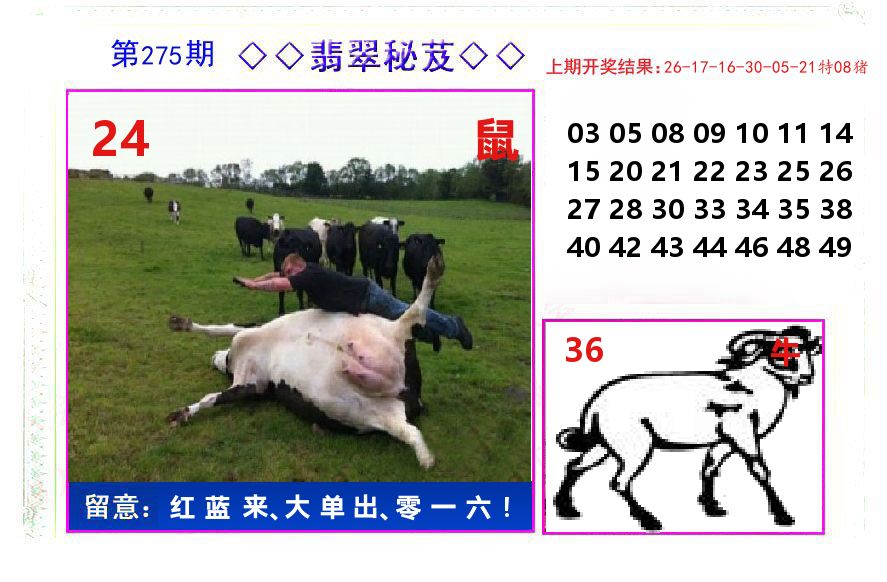 翡翠秘芨 第275期