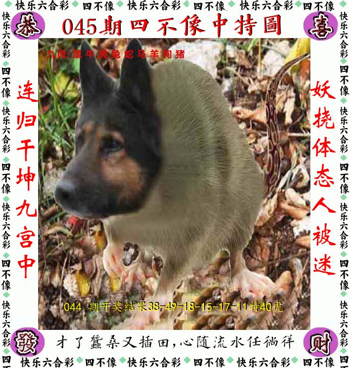 四不像 第45期