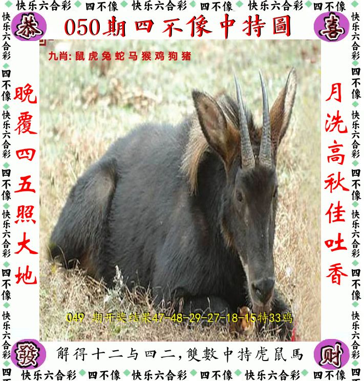 四不像 第50期